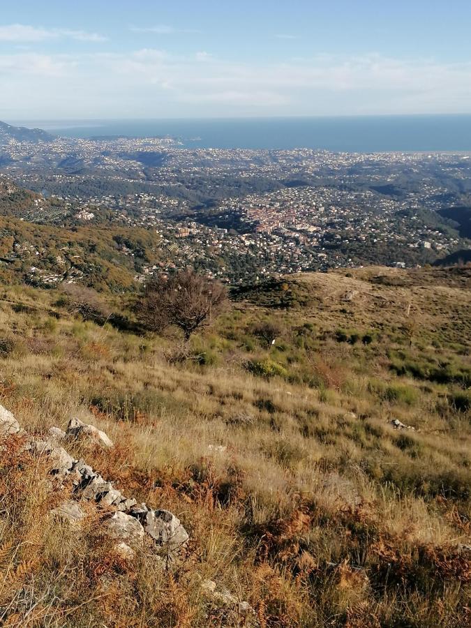 Studio Au Milieu D Une Oliveraie Le Mas De La Huppe Tourrettes-sur-Loup Exteriör bild